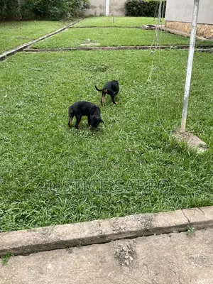 3-6 months Female Purebred Rottweiler