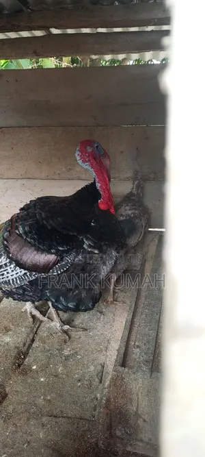 MaleTurkey