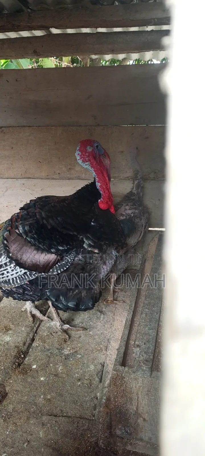 MaleTurkey