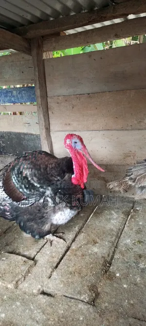 MaleTurkey