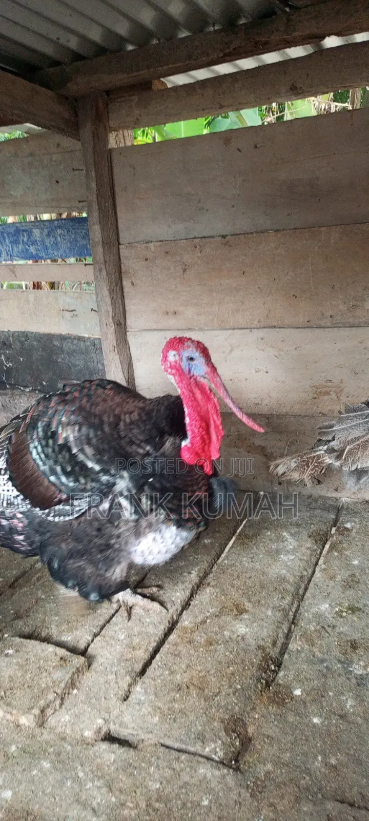MaleTurkey