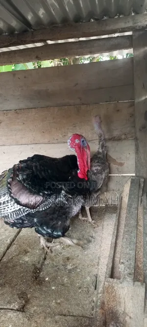 MaleTurkey