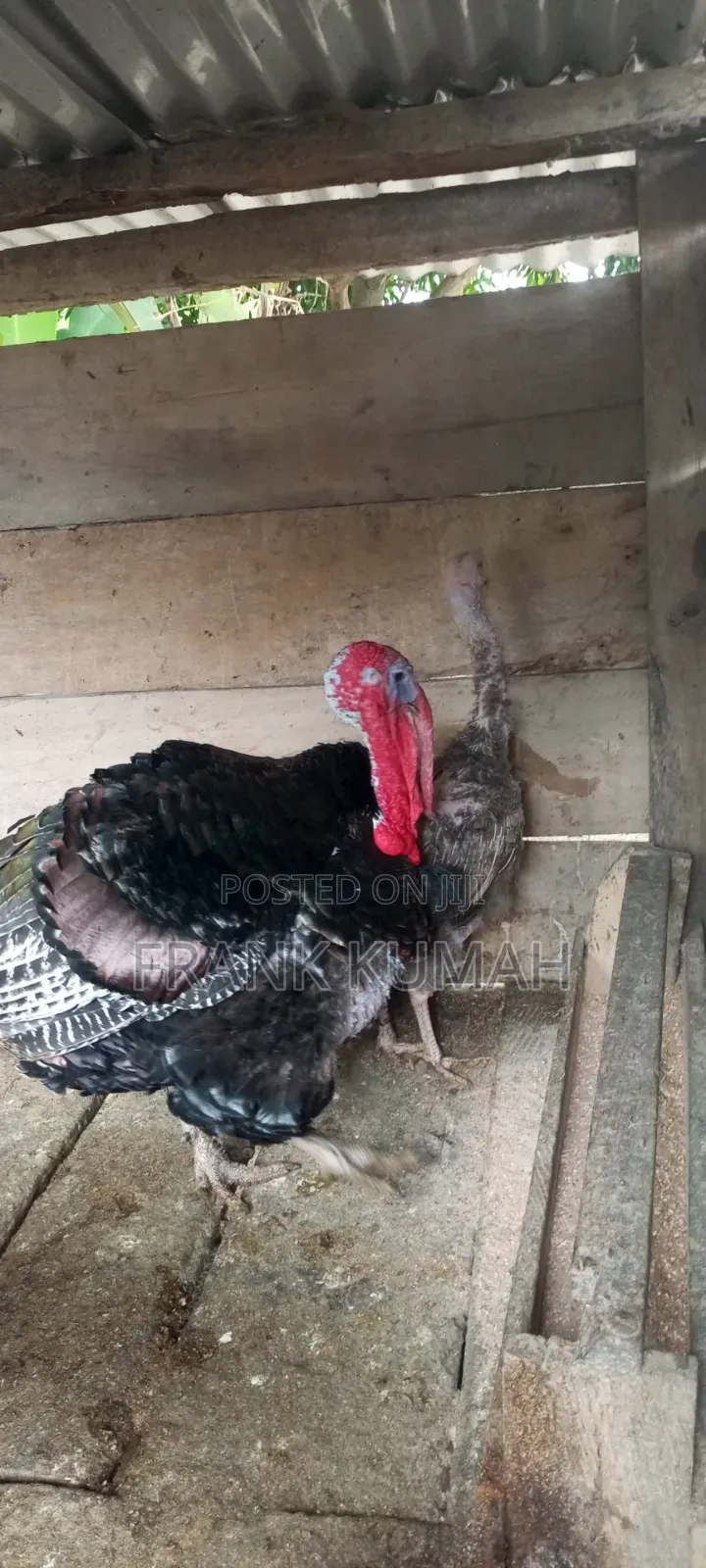 MaleTurkey
