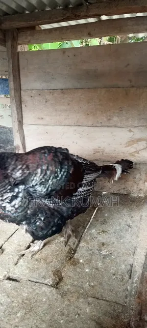 MaleTurkey