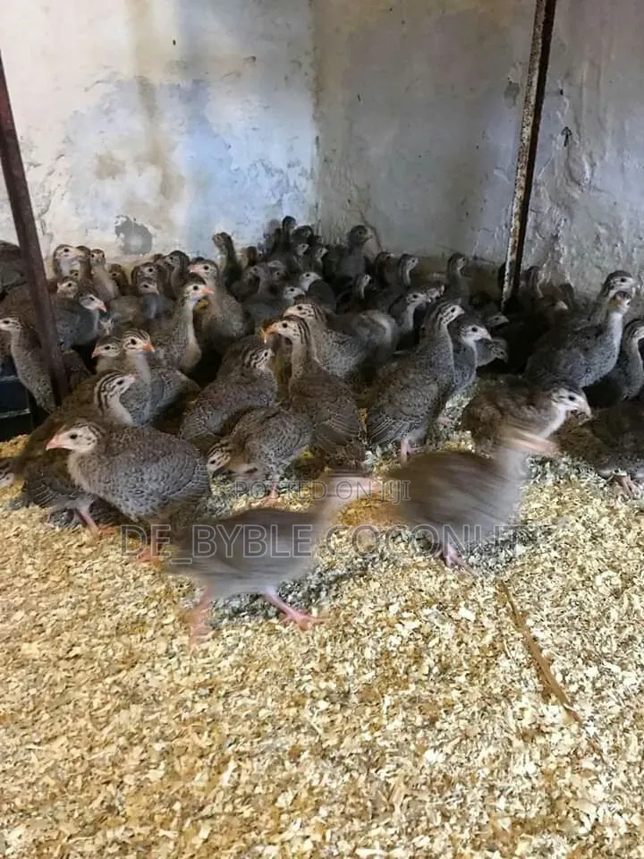 16 Weeks Old Guinea Fowl Are Going for Cool Price