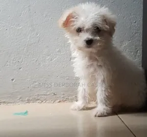 1-3 months Male Purebred Poodle