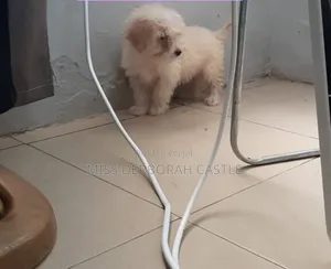 1-3 months Male Purebred Poodle