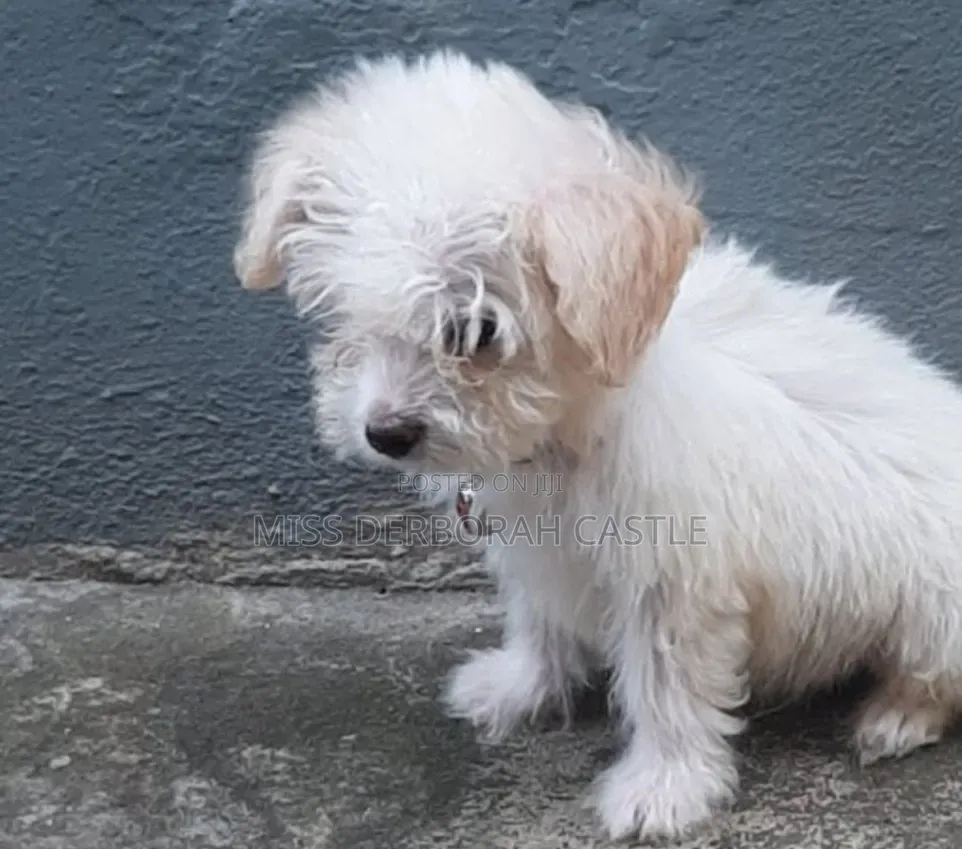 1-3 months Male Purebred Poodle