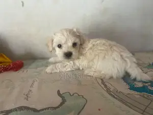 1-3 months Male Purebred Maltese