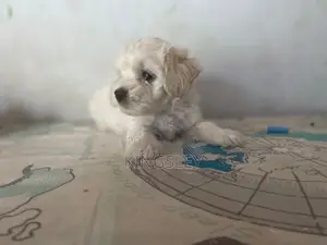1-3 months Male Purebred Maltese