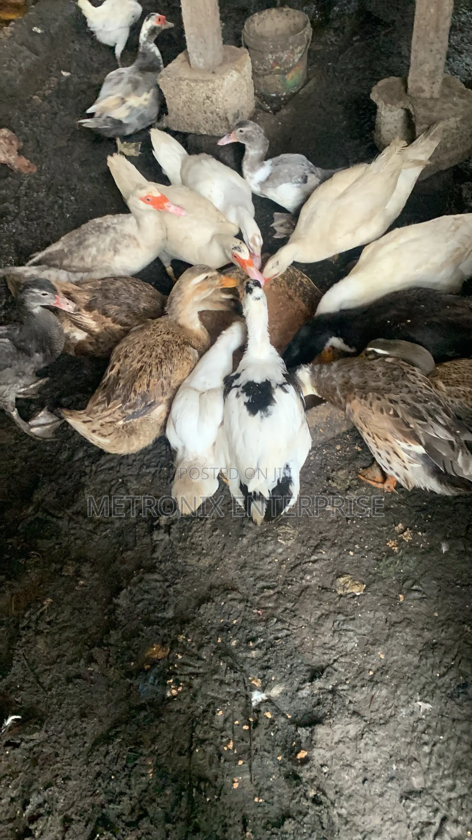 Duck Meat,2kg