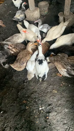Duck Meat,2kg