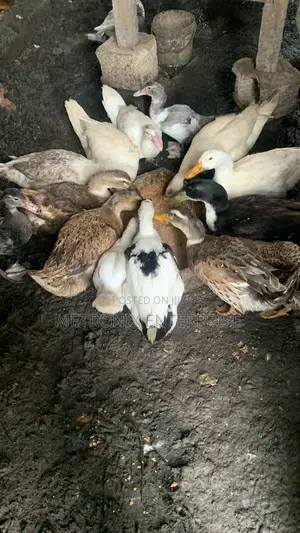 Duck Meat,2kg