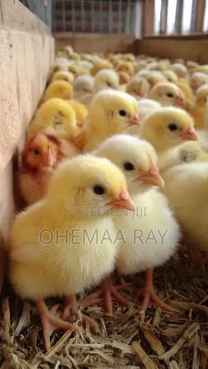 Day Old Chicks