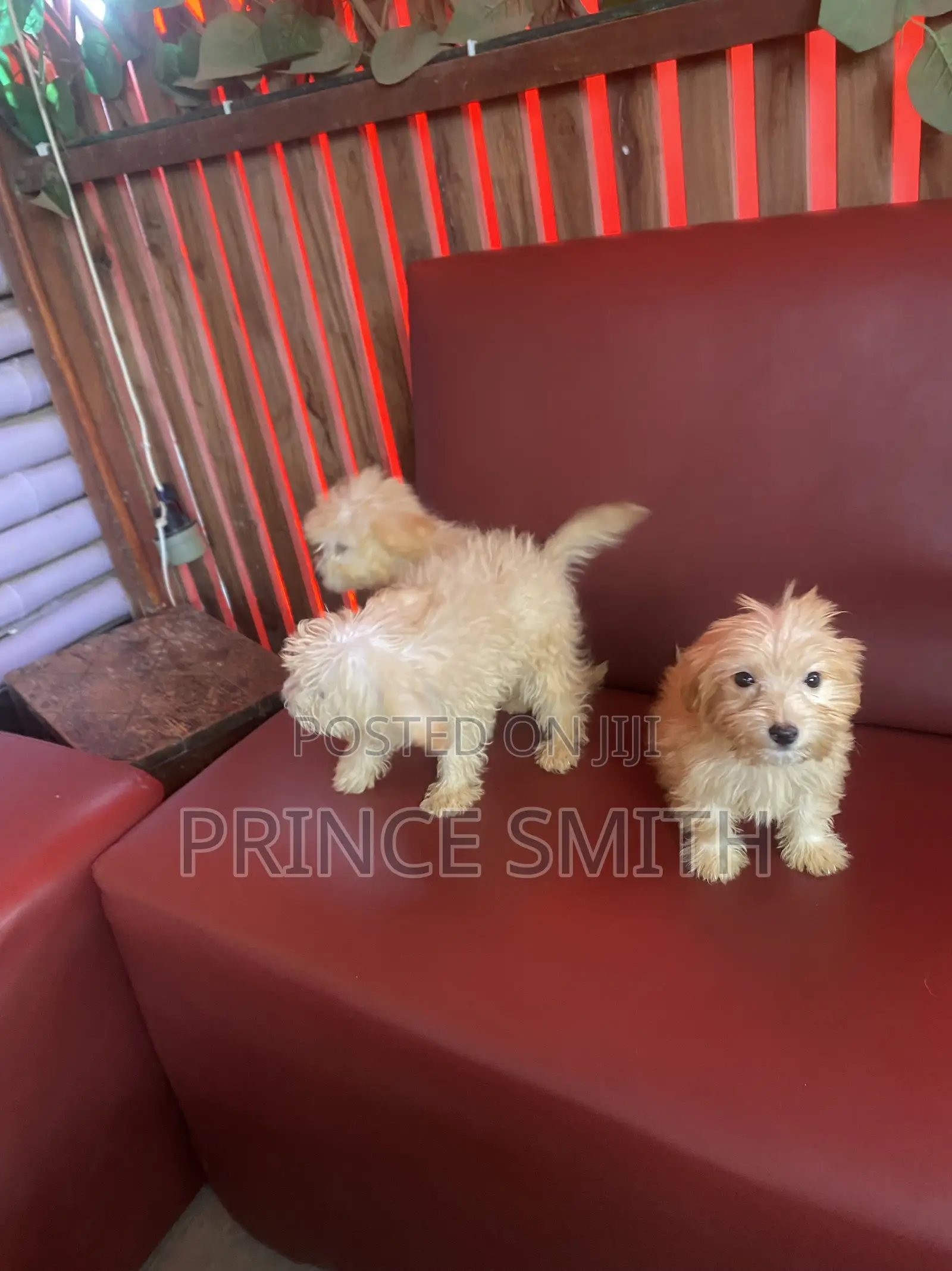 1-3 months Female Purebred Poodle