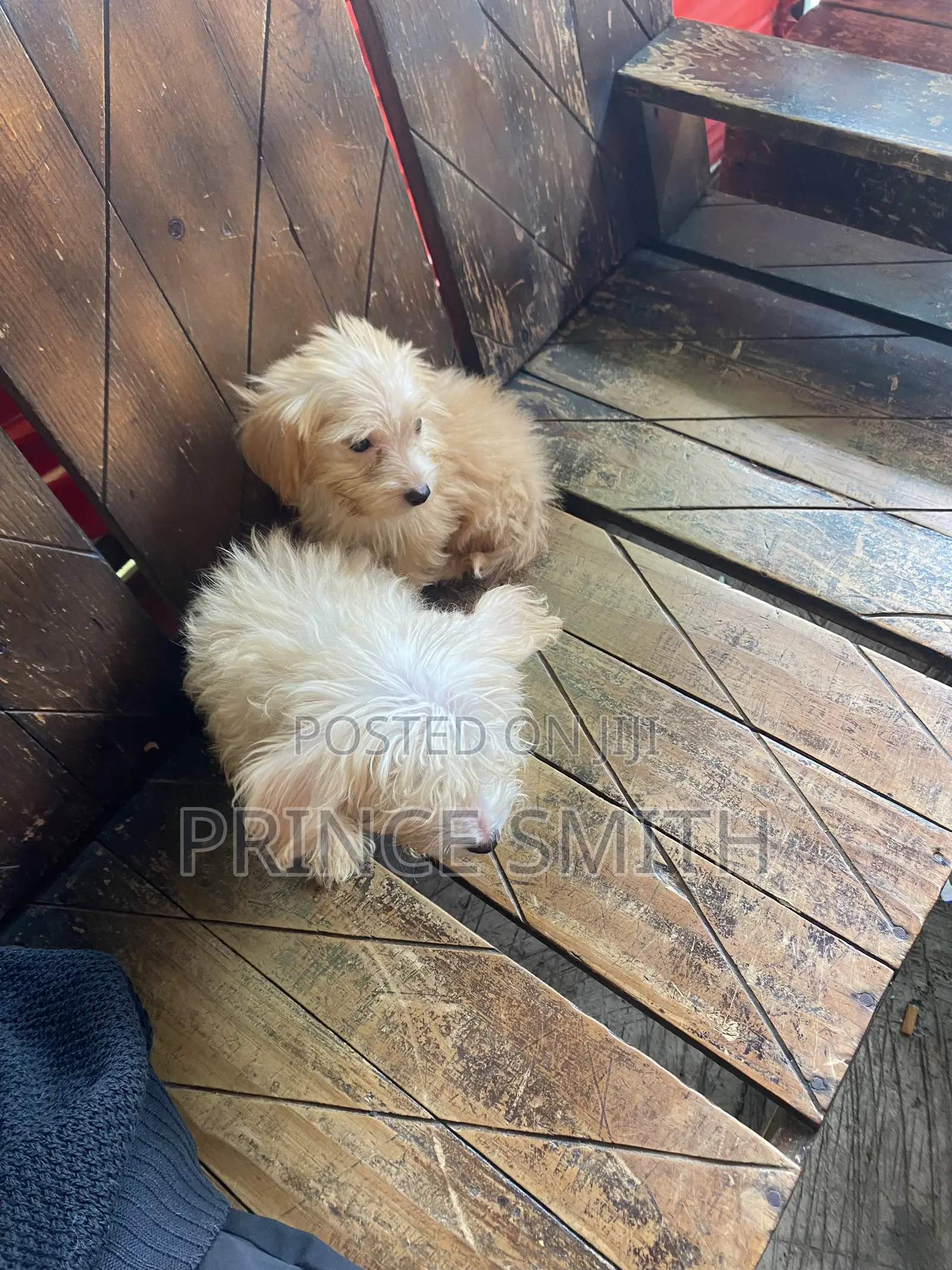 1-3 months Female Purebred Poodle
