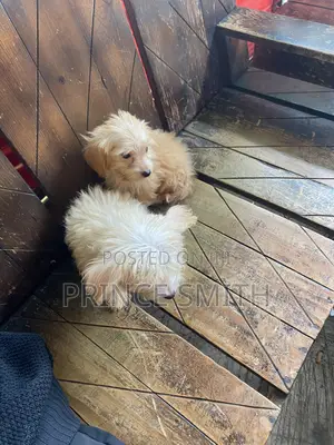 1-3 months Female Purebred Poodle