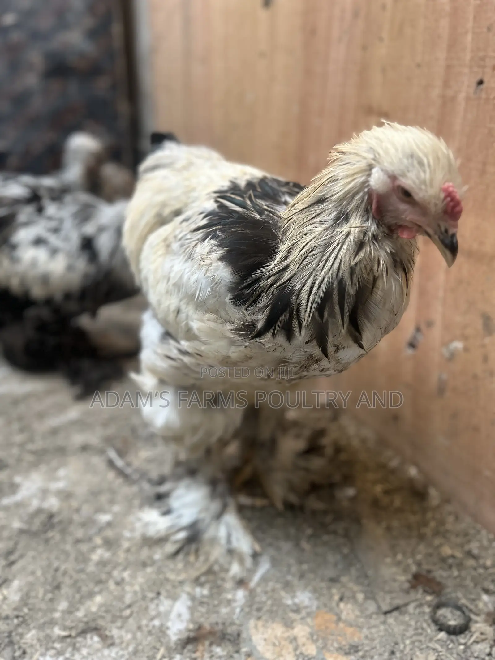 Mature Brahma Breeding Birds