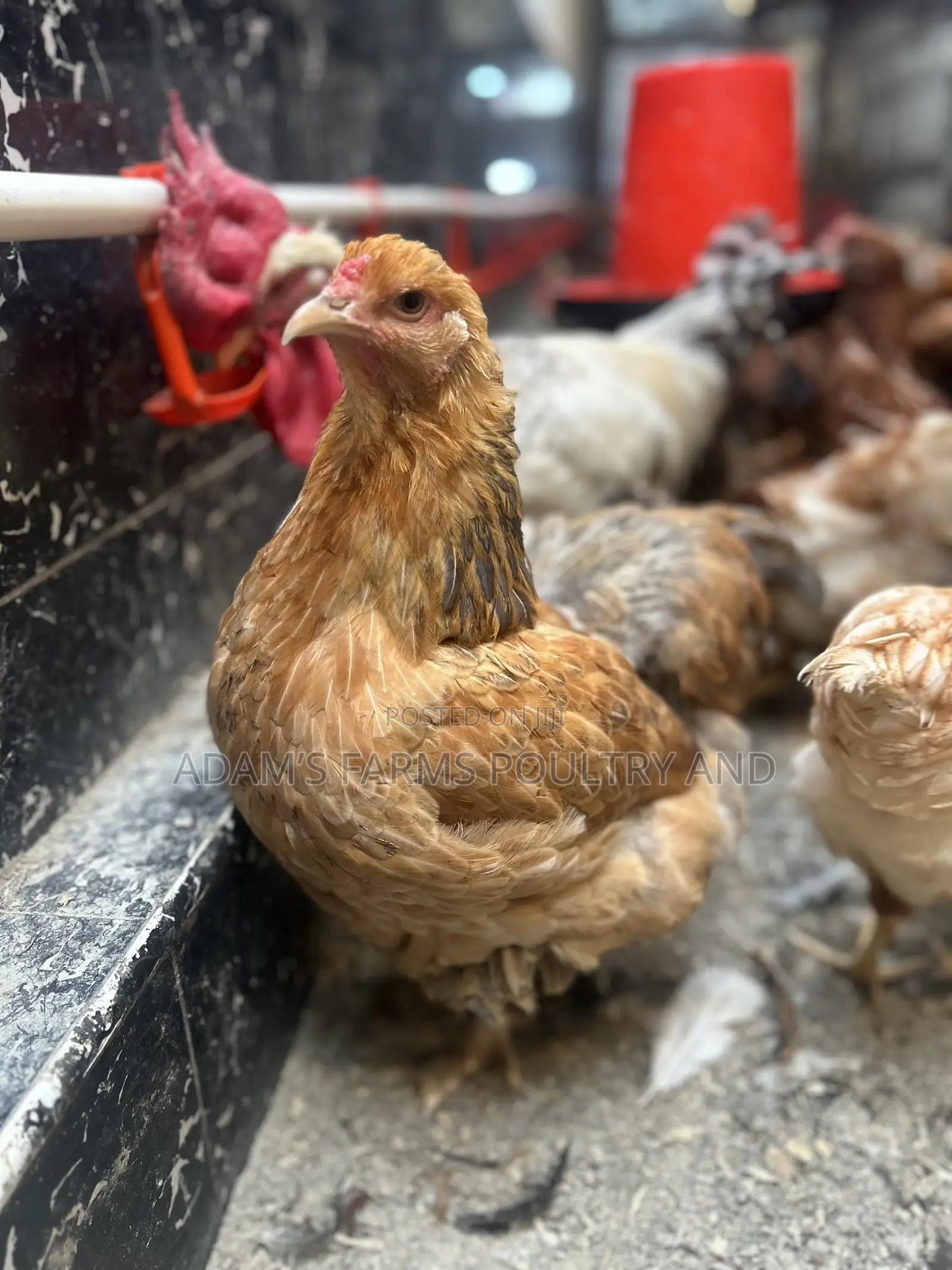 Mature Brahma Breeding Birds