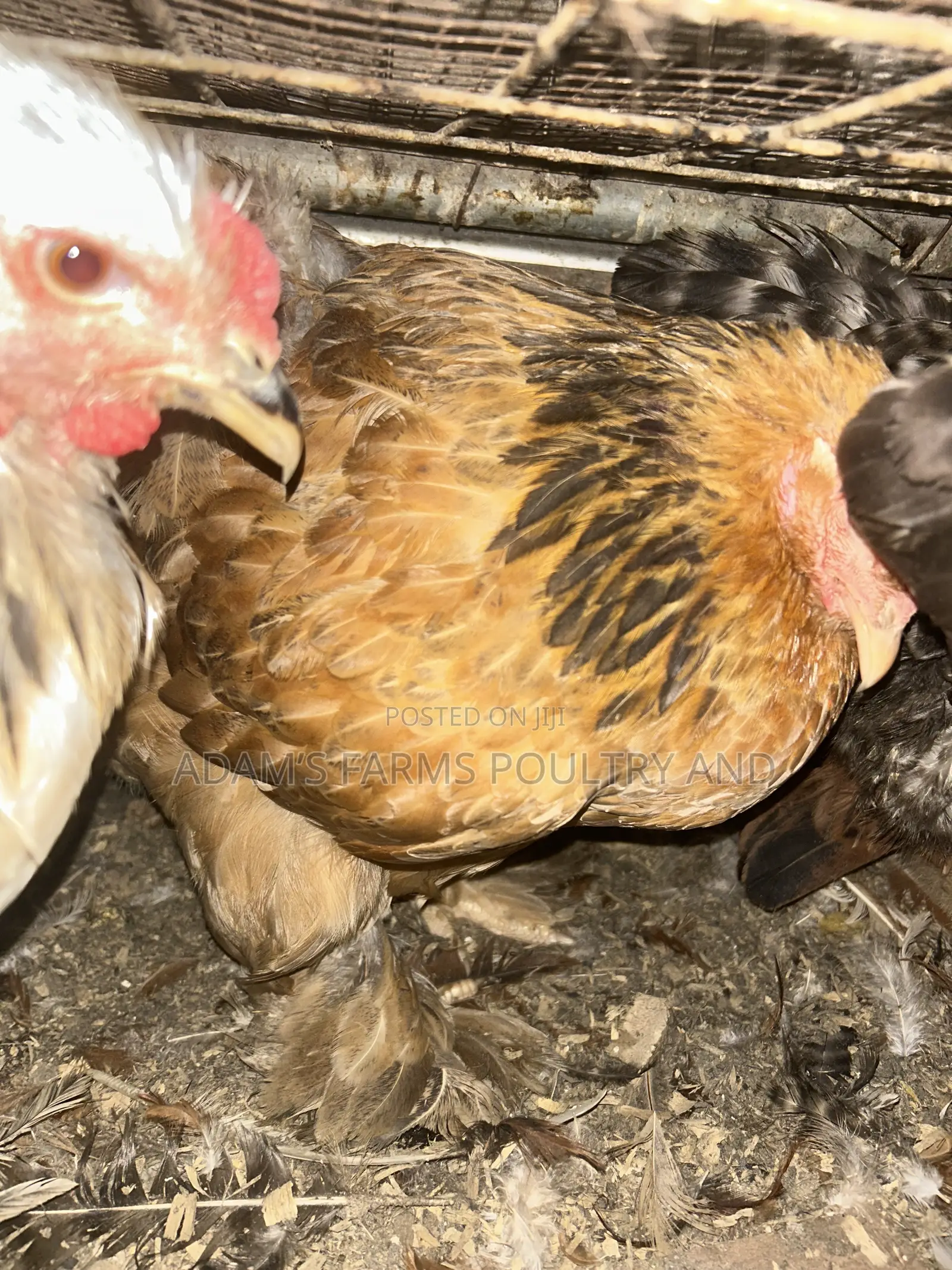 Mature Brahma Breeding Birds