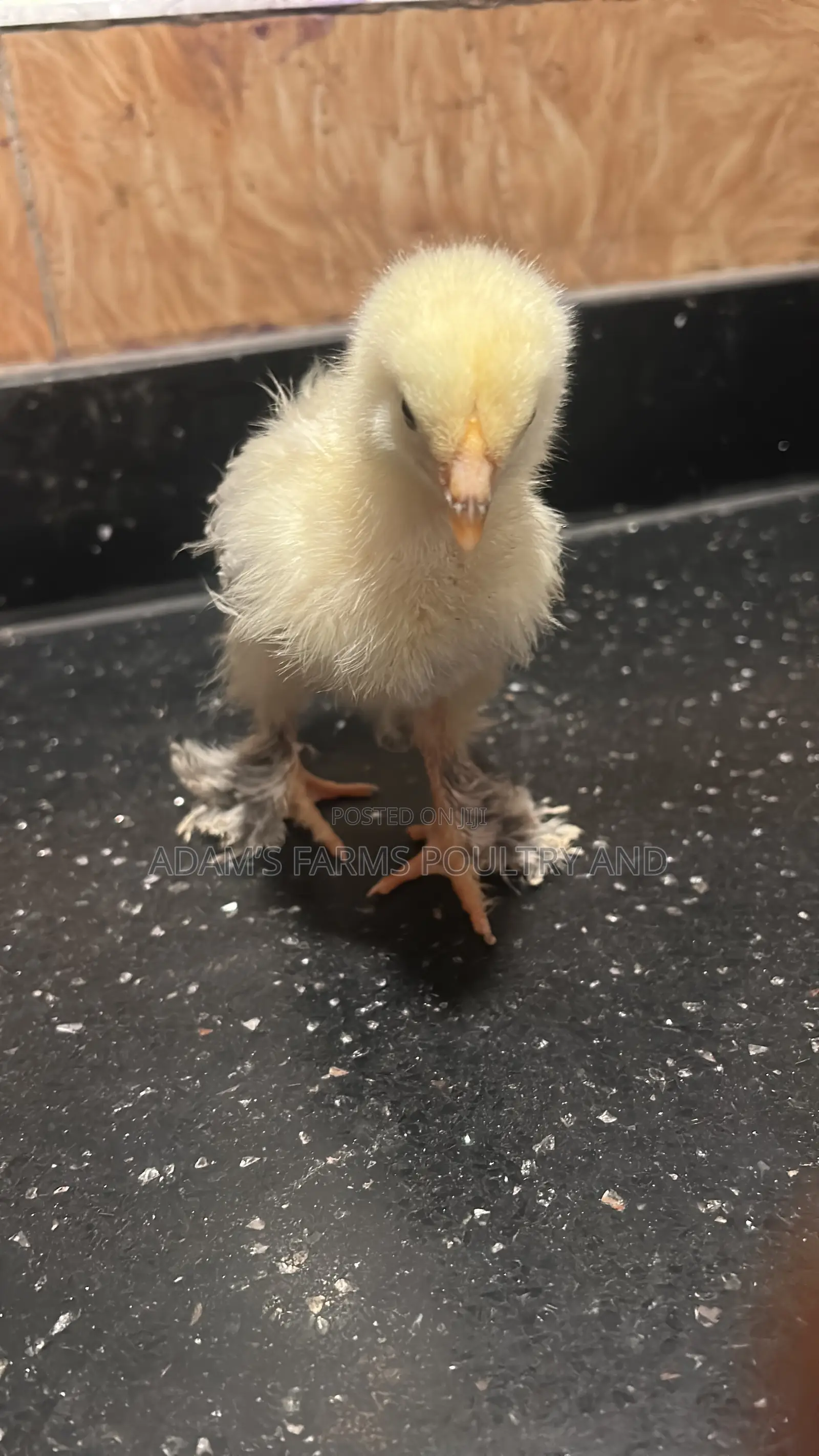 Mature Brahma Breeding Birds