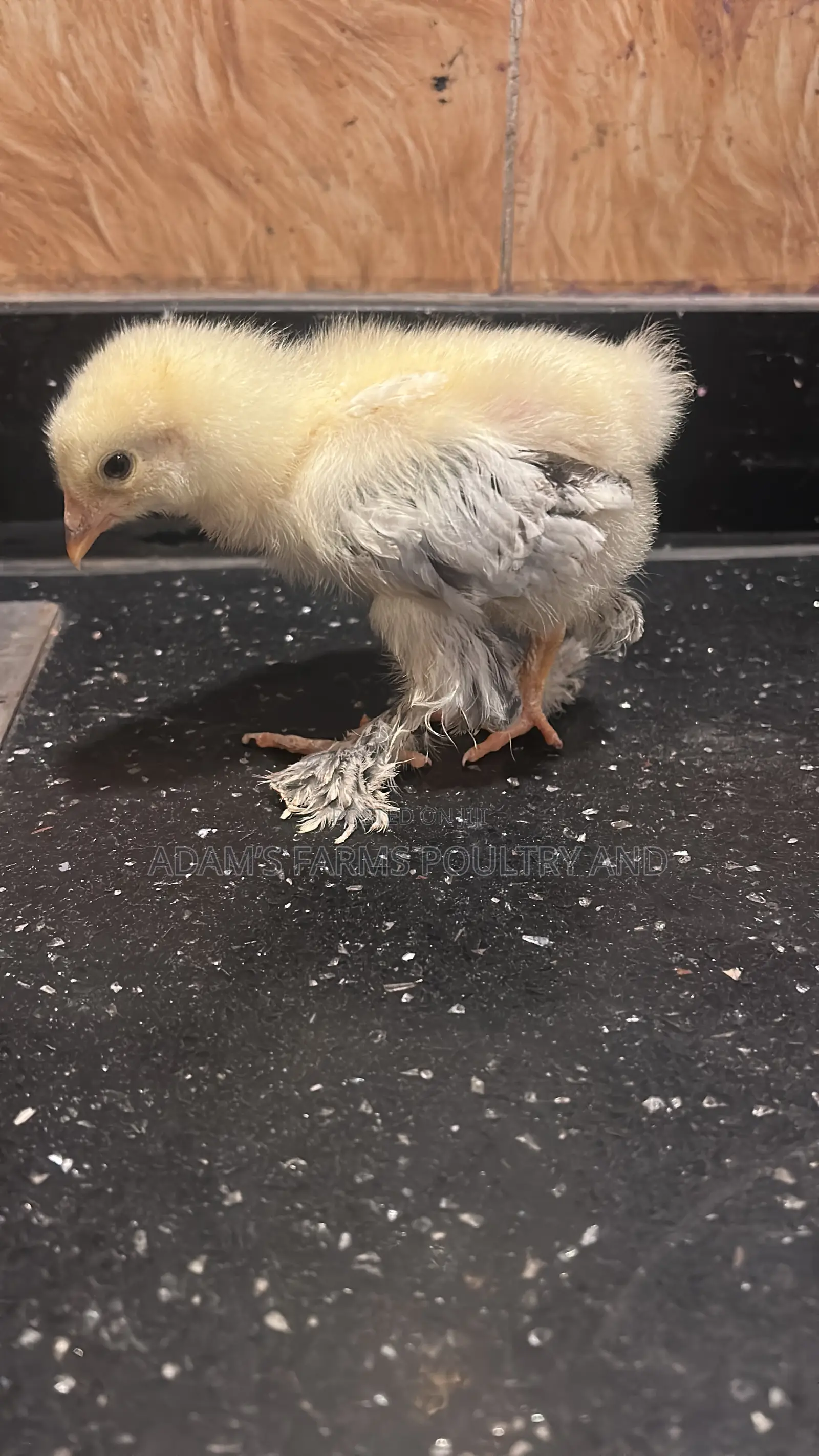 Mature Brahma Breeding Birds