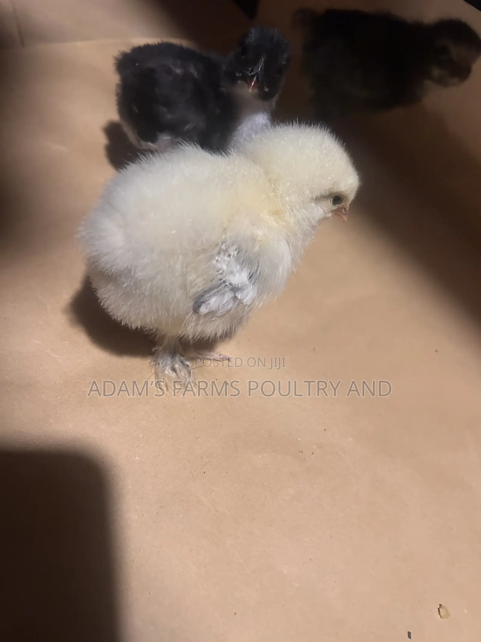 Mature Brahma Breeding Birds