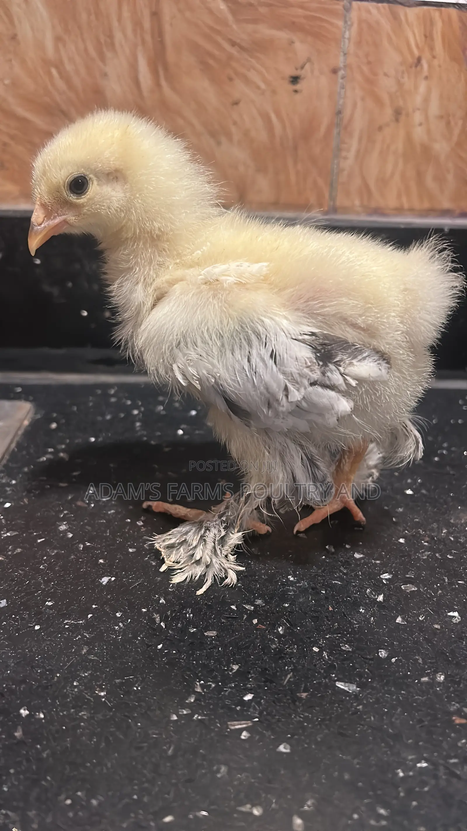 Mature Brahma Breeding Birds