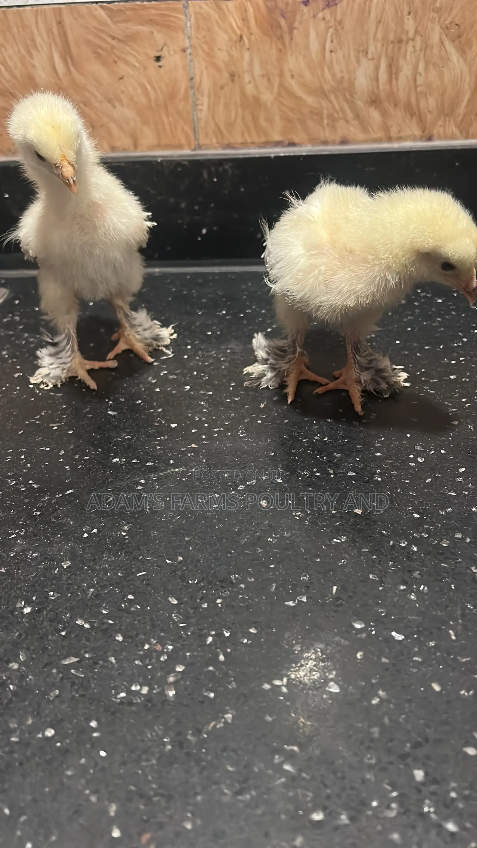 Mature Brahma Breeding Birds