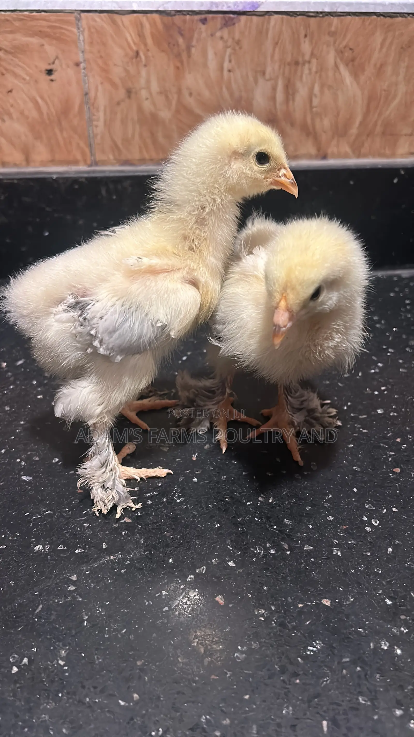 Mature Brahma Breeding Birds