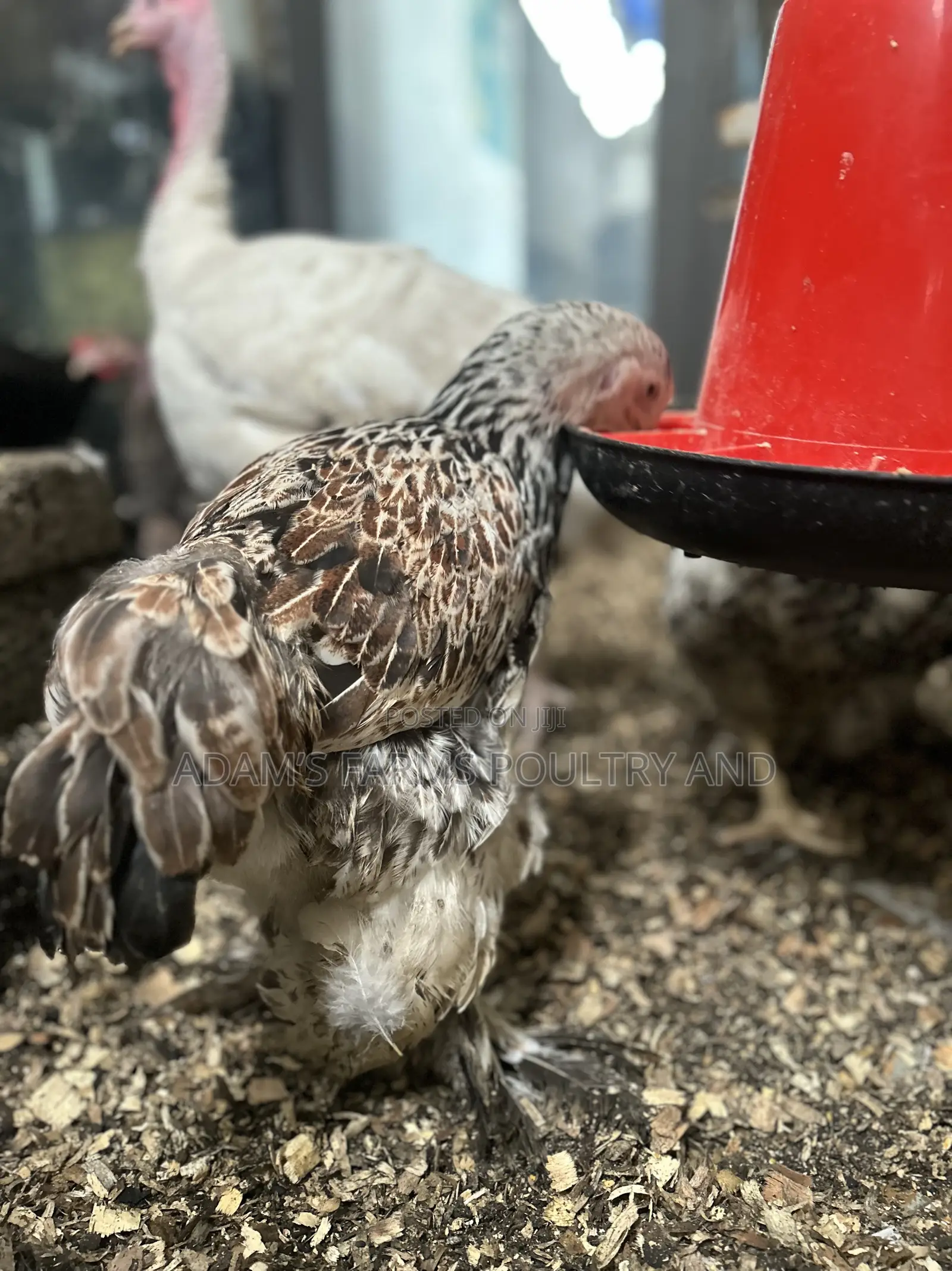Mature Brahma Breeding Birds