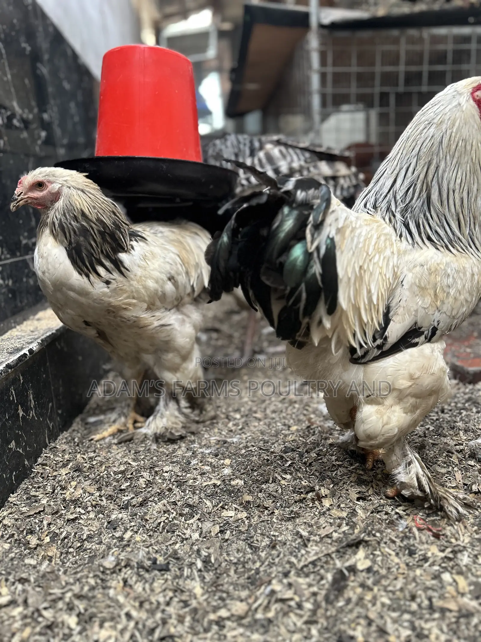 Mature Brahma Breeding Birds