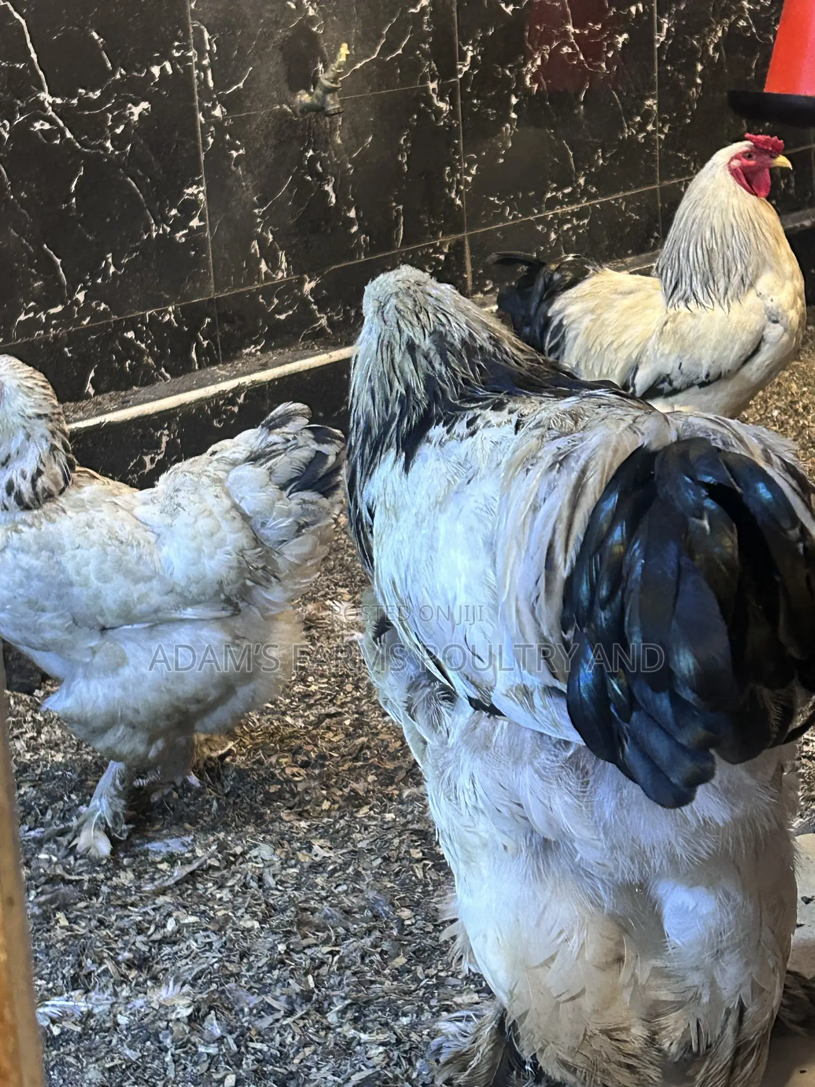 Mature Brahma Breeding Birds