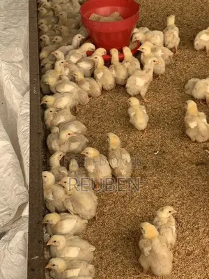 Brooding Day Old Chicks