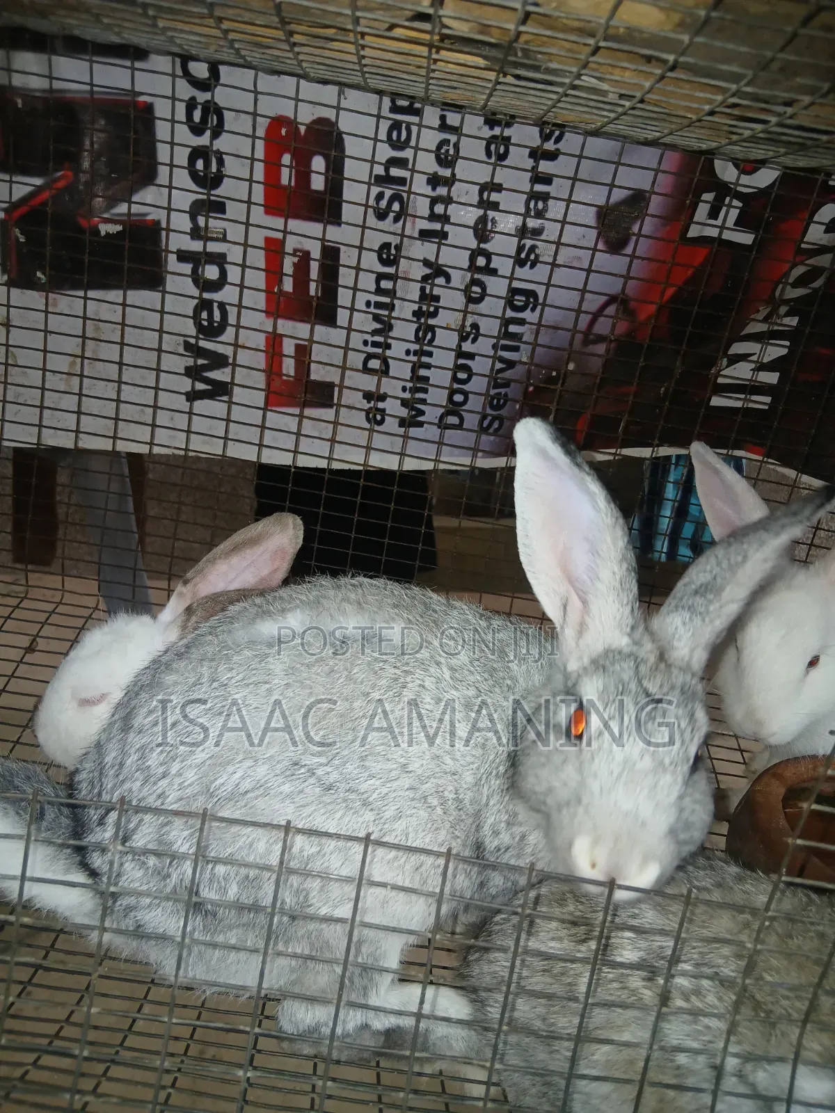 IB Rabbit Farms