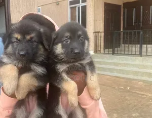 1-3 months Female Purebred German Shepherd
