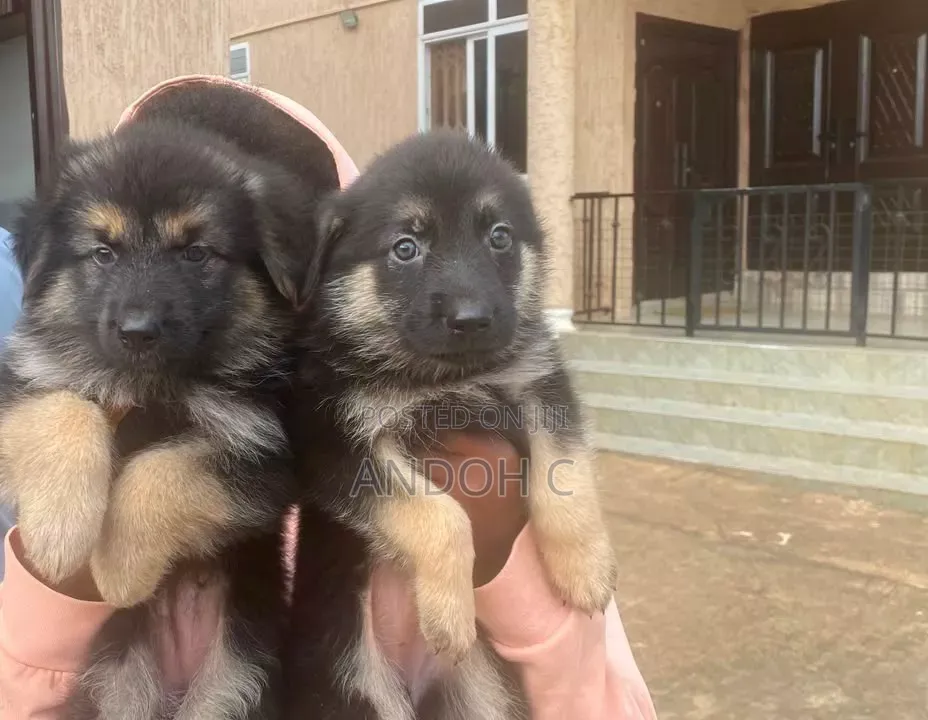 1-3 months Female Purebred German Shepherd