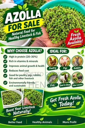 Gold Plant or Azolla