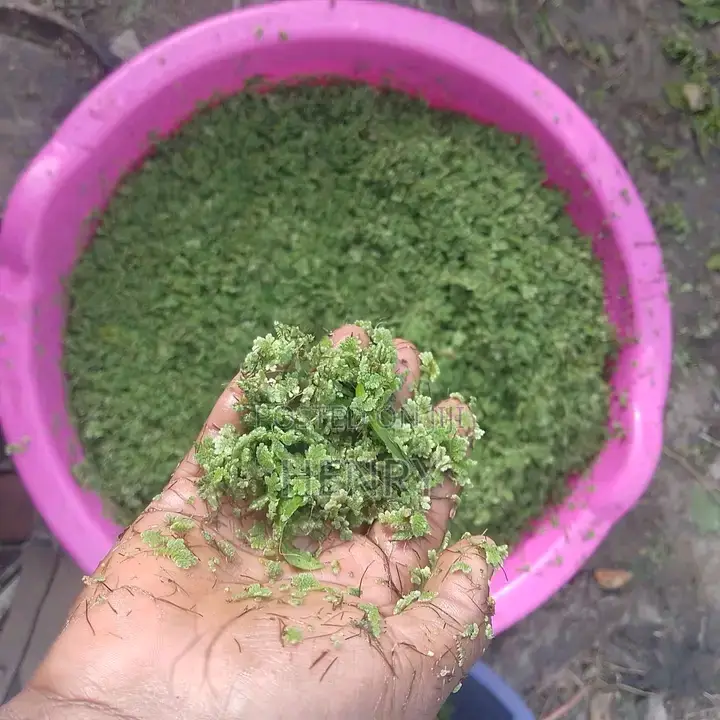 Gold Plant or Azolla