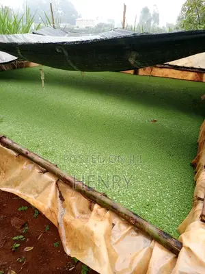 Gold Plant or Azolla