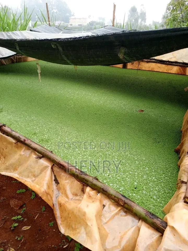 Gold Plant or Azolla