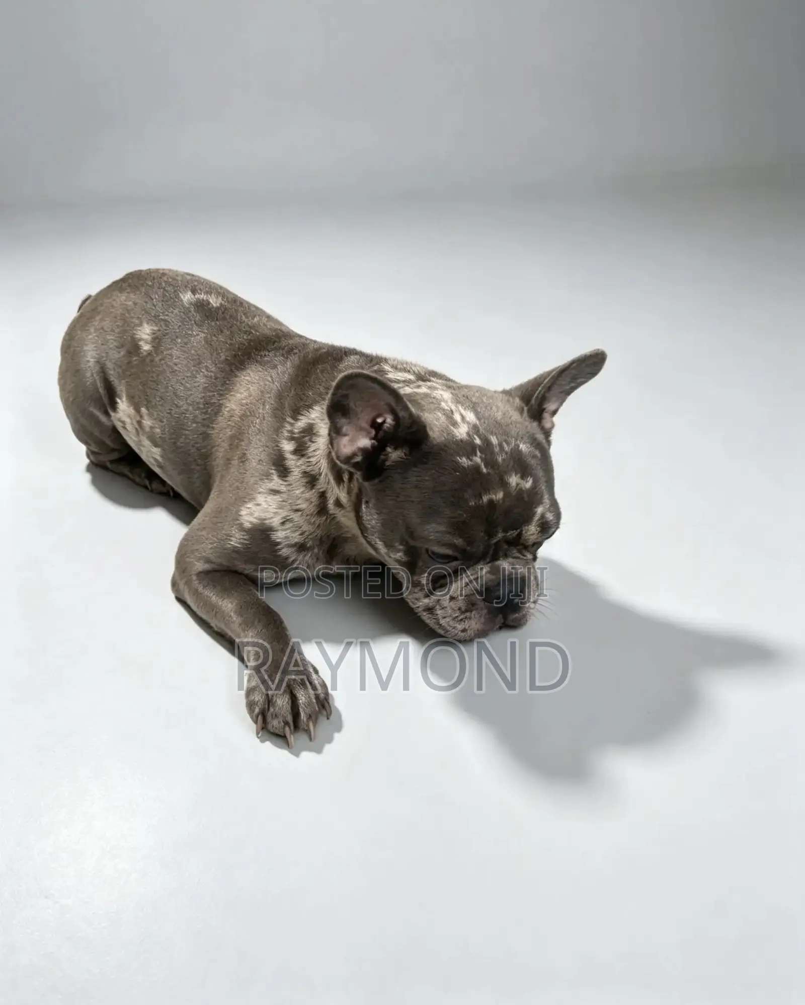 1+ year Male Purebred French Bulldog