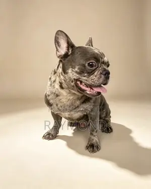 1+ year Male Purebred French Bulldog