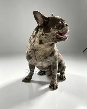 1+ year Male Purebred French Bulldog