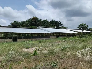 Poultry Farm for Sale ( Near Anwiankwata,Obuasi)