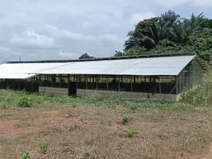 Poultry Farm for Sale ( Near Anwiankwata,Obuasi)