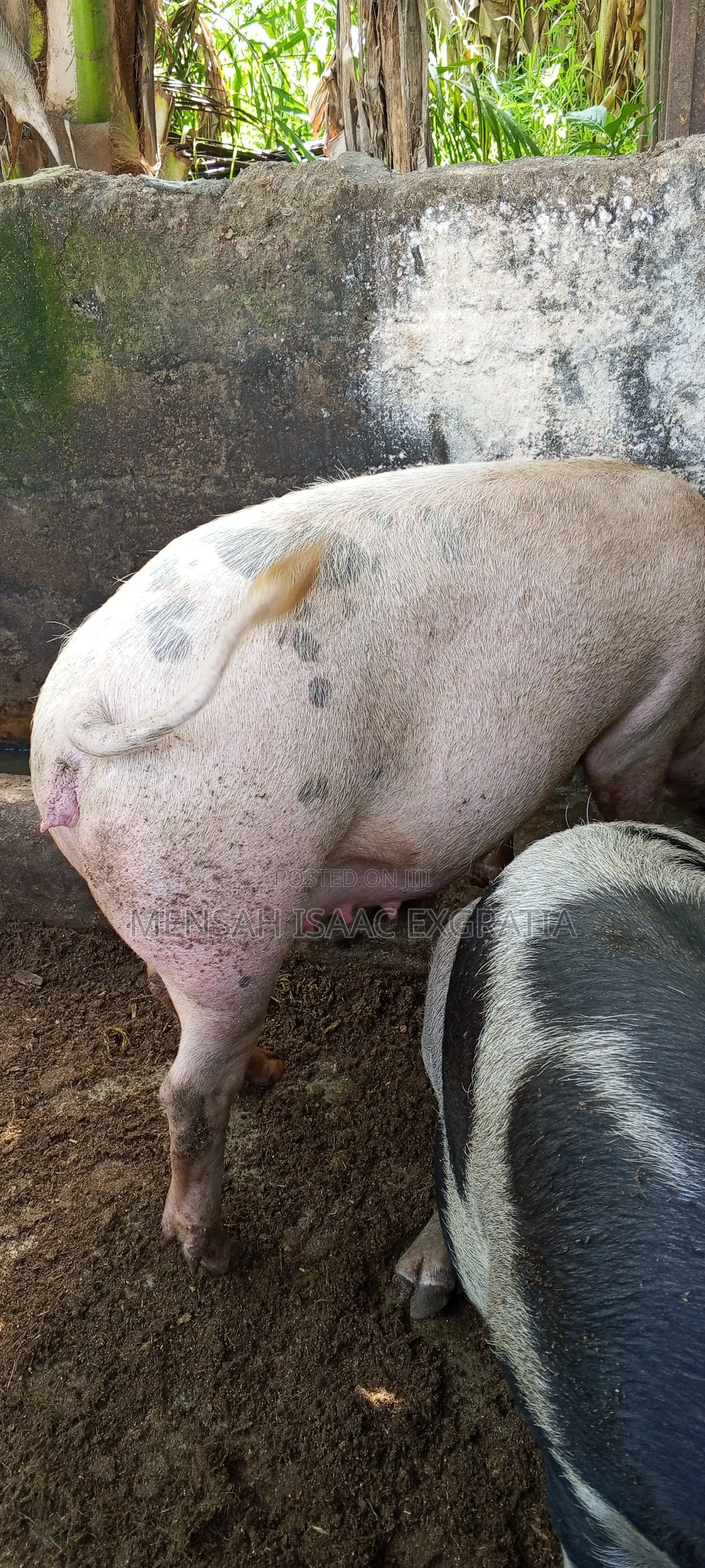 Matured Pigs and Piglets for Sale.