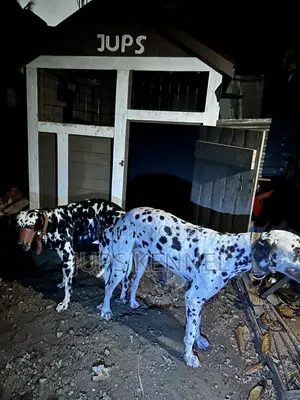 Dalmatian Male Available for Crossing/Mating/Stud Services