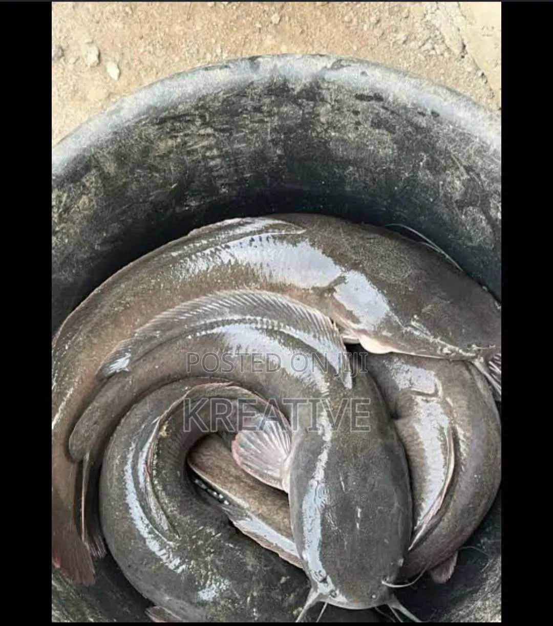 Live Catfish for Sale