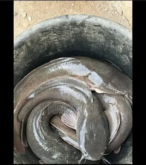 Live Catfish for Sale